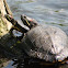 Red Eared Slider