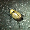 Eastern Hercules Beetle
