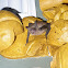 Geoffroy's Myotis