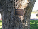 Mannum Flood Anniversary Commemoration Plaque