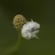 Debris-carrying larva