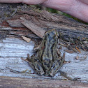 Pacific Chorus Frog