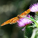Variegated Fritillary
