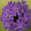 verbena
