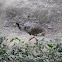 Emu
