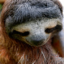 Three Toed Sloth
