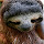 Lolla Pilosa (Sloths and Anteaters)
