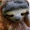 Three Toed Sloth