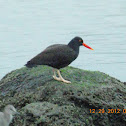 Black Oystercatcher