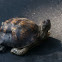 Eastern Box Turtle.