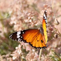 African Monarch