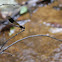 Black-banded Gossamerwing