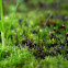 Bryophytina Moss