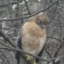 Red-shouldered Hawk