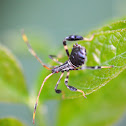 Leaf footed bug nymph
