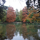 Paisaje otoñal. Quercus coccinea. Roble escarlata