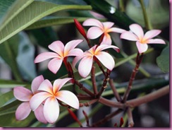 Nærbilde av frangipani-blomster.