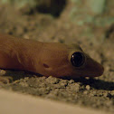 House Gecko