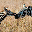 Plains Zebra 