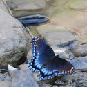 Red-spotted purple