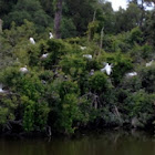 Great Egrets