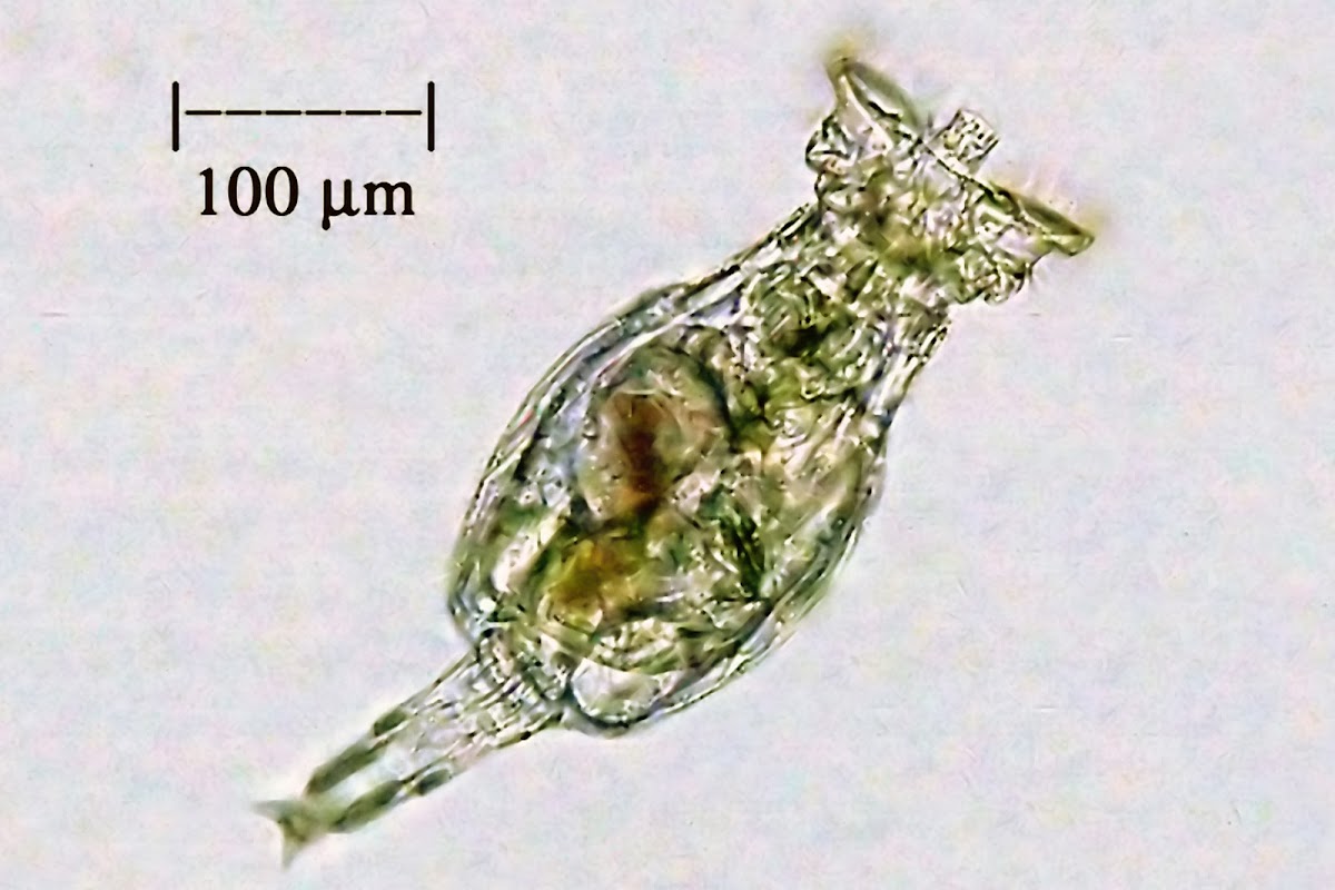 Rotifer