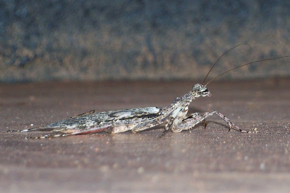 Spotting Image 1