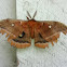 Polyphemus Moth