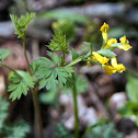 Yellow Fumewort or Yellow Harlequin