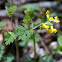 Yellow Fumewort or Yellow Harlequin