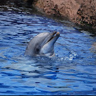 Dolphin