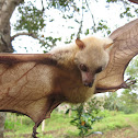 Little Golden-mantled Flying-fox