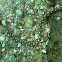 Sharptail Eel