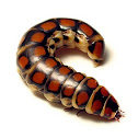 Glowworm