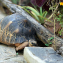 Madagascar Radiated Tortoise