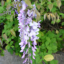 Wisteria