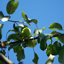 Pacific Crabapple
