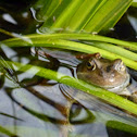 Common frog