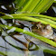 Common frog