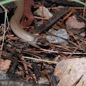Black-headed Snake