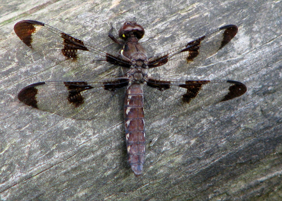 Spotting Image 1