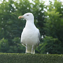 European Herring Gull