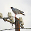 Pale chanting goshawk