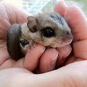 Eastern Flying Squirrel