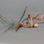 Praying Mantis