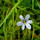 Southeastern Ohio Buds & Blooms