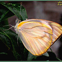 Striped Albatross Butterfly (Female)