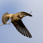 Northern Rough-winged Swallow