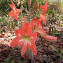 Hippeastrum
