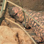 gila monster